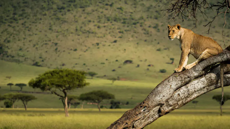 2-Day Explore Masai Mara National  Adventure