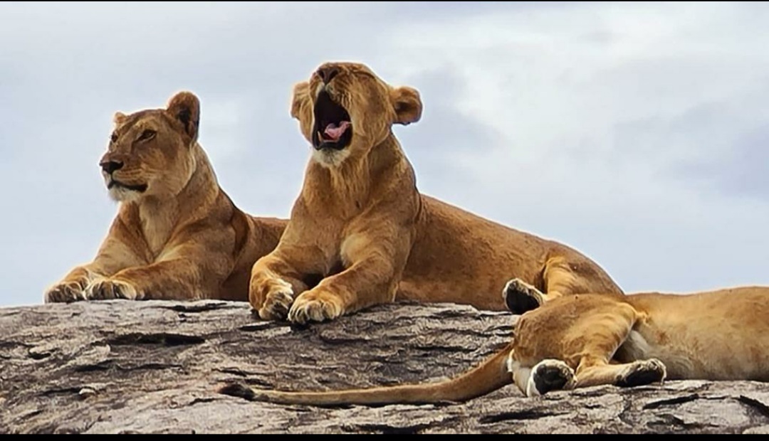 3 Days Tanzania Safari
