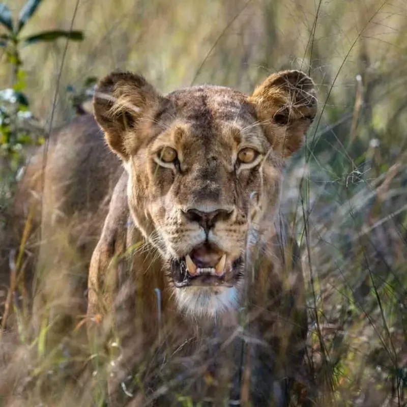 6 Days Western Corridor Safari