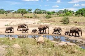 3-DAY CHRISTMAS MAGIC SAFARI IN SERENGETI AND TARANGIRE