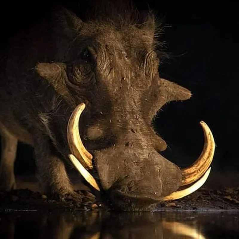 5Day - Explore Ruaha National Park (Abundant Wildlife) from Dar-es-salaam