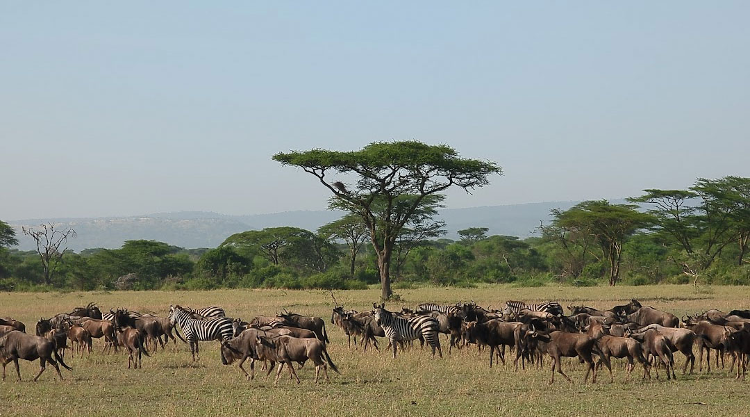 5 Days Exclusive Big Five Luxury Safari to Tanzania - Genius Kilimanjaro Climbing - Safarigo