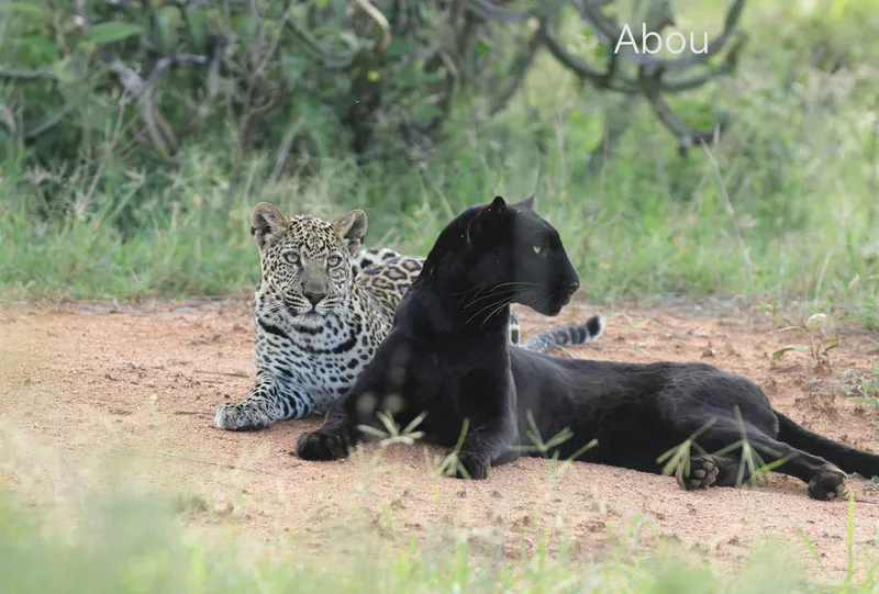 4 Days Laikipia Conservancy