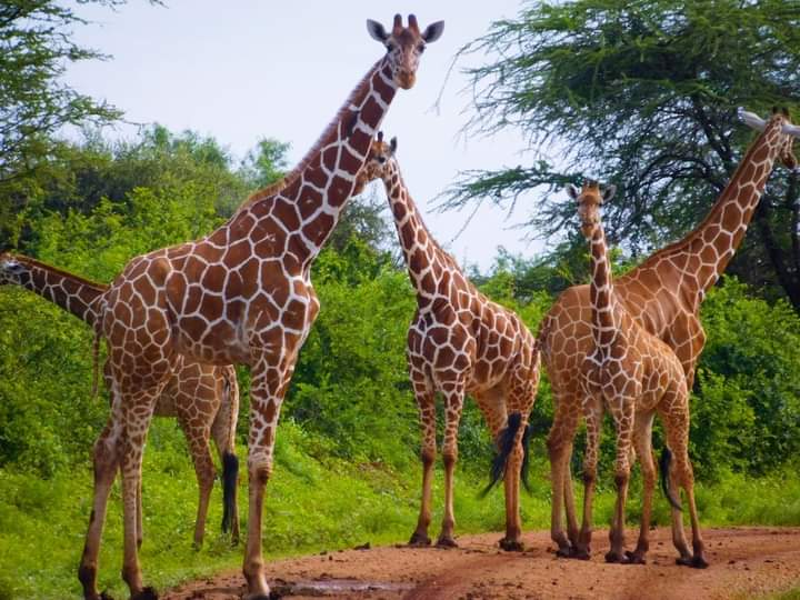 6 Days Best of Kenya Safari – Samburu, Aberdares, Lake Nakuru & Masai Mara