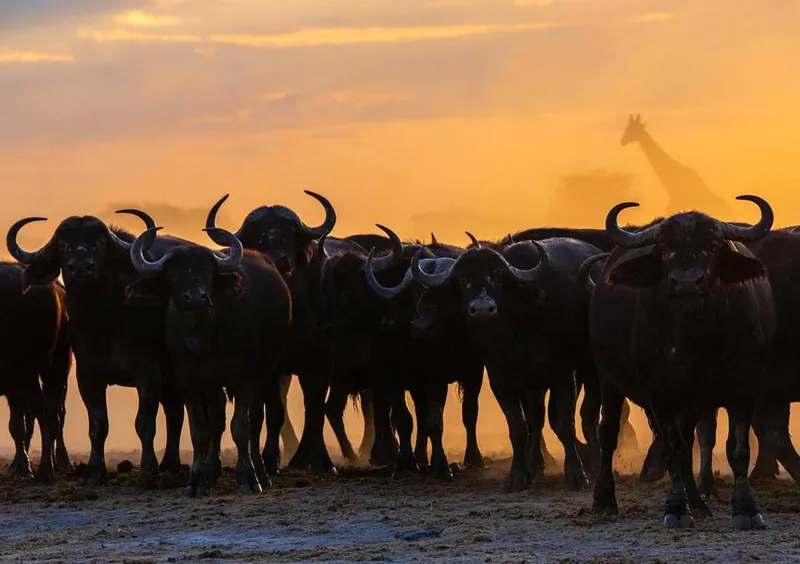Amboseli, Nakuru and maasai mara safari