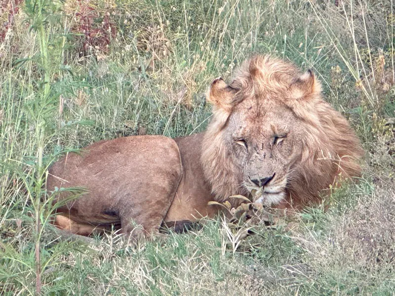 5-Day Joining Camping Safari: Tarangire, Lake Manyara, Serengeti & Ngorongoro Crater