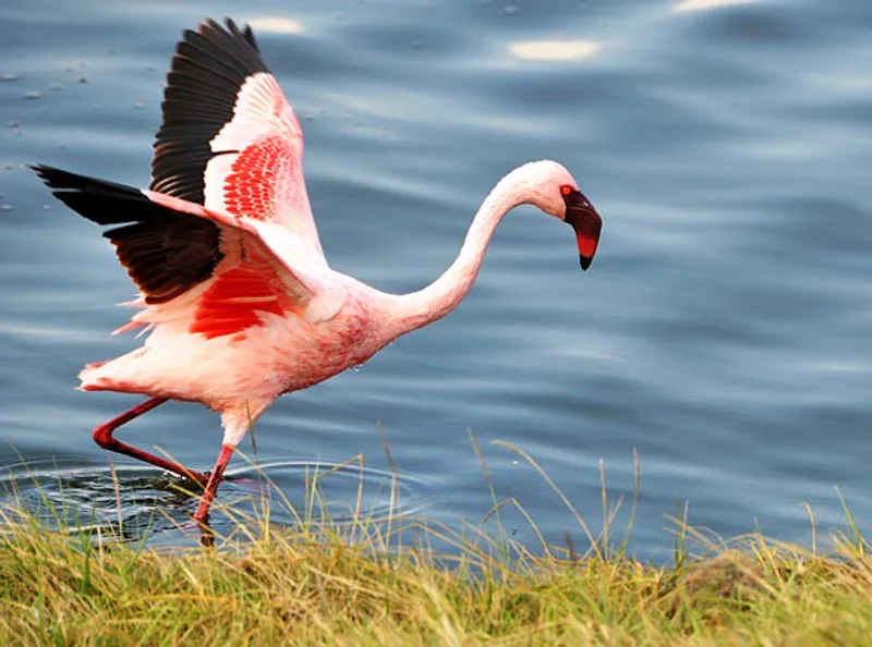6 Day - Tarangire, Serengeti, Ngorongoro Crater, Lake Eyasi (Hadzabe) and Lake Manyara National Park