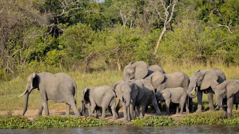 10 Day Uganda Safari Experience