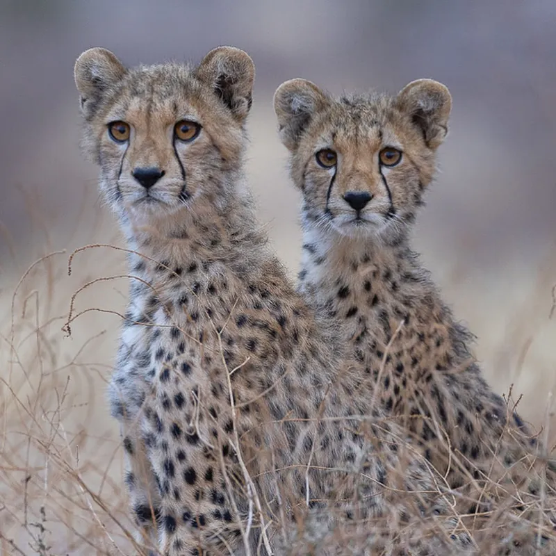 6 days unforgettable Trip Explore the Beauity of Tanzania