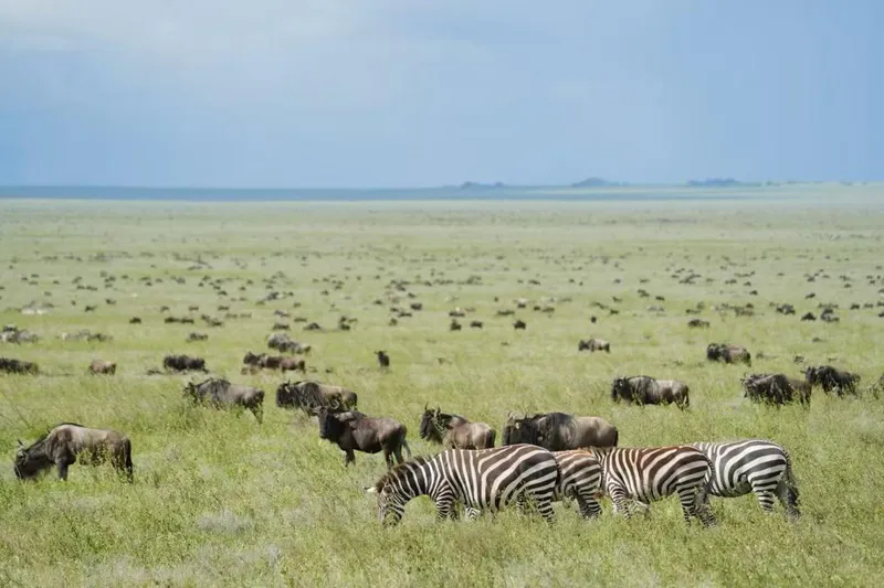 9 Days Wildebeest Migration Safari
