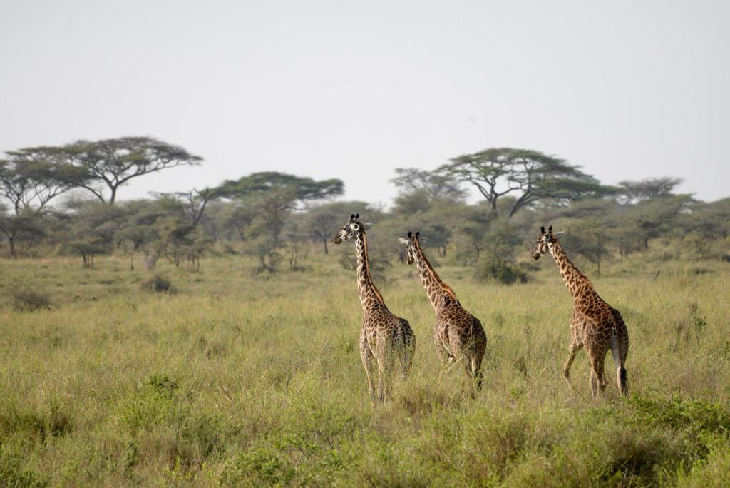 6 Day Exclusive Tanzania Experience