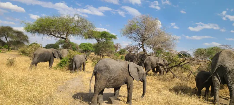 2- day Luxury Safari,Tarangire and Ngorongoro National Park