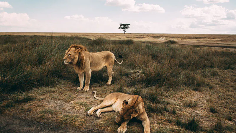 Nairobi/Amboseli/Naivasha-See/Bogoria-See/Nakuru-See/Masai Mara/Nairobi