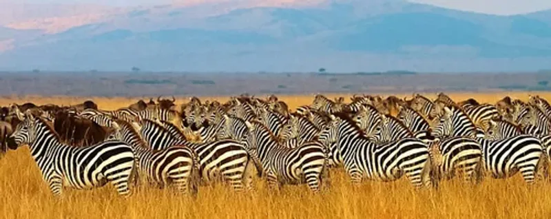 8 Day Calving Season Safari : Witness The Magic O f The Wildbeest Migration