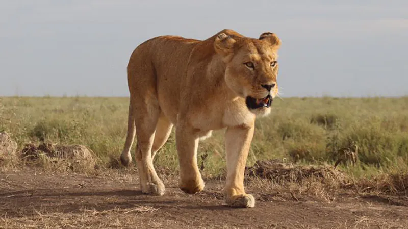 Serengeti Luxury Safari: 3 Days Fly-in, Fly-out from Zanzibar