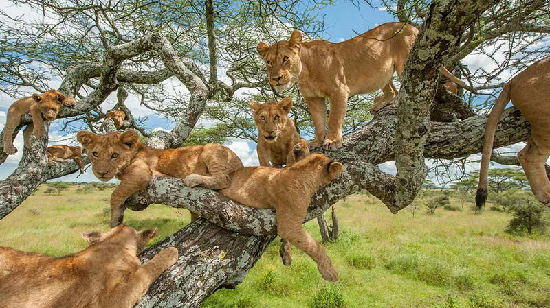 4 days High-end Tanzania Safari