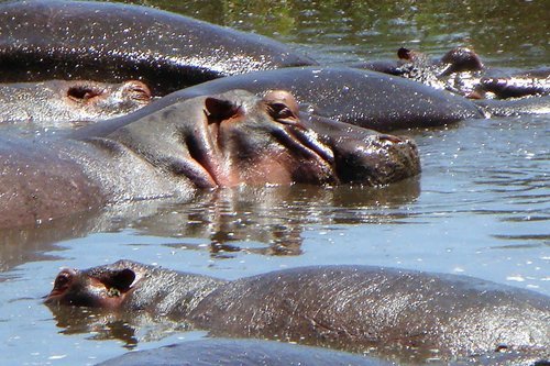 Tarangire National Park Day Trip