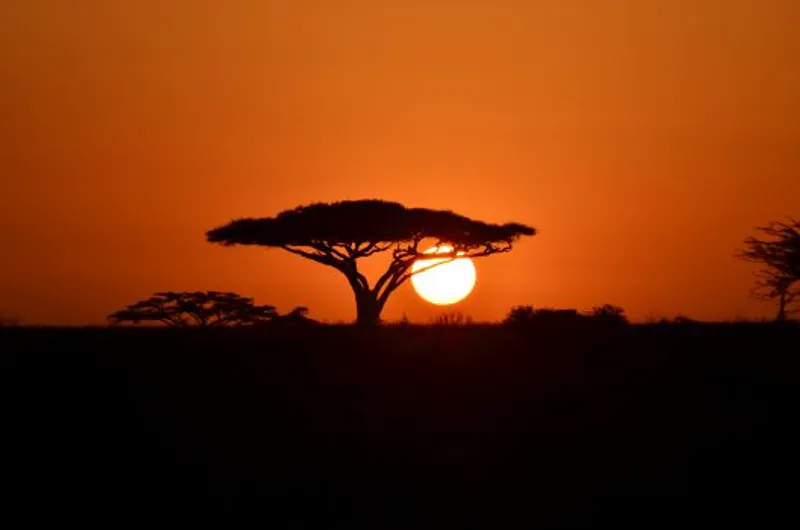 8-Day The Ultimate Safari: Explore the Great Migration