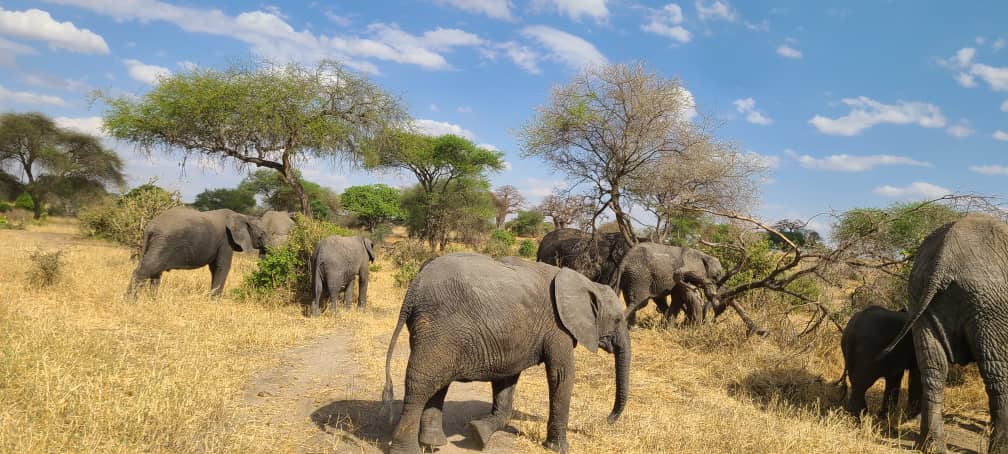 Unwind & Explore: 4-Day Luxury Fly-in Safari from Zanzibar - Januz Safaris - Safarigo