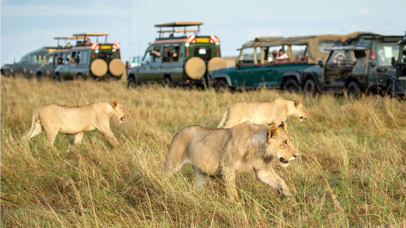 7 Days Meet Big 5 and Special Animals Gamedrive Safari