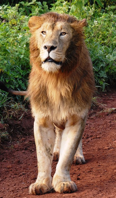 3 Day Classical Safari Adventure