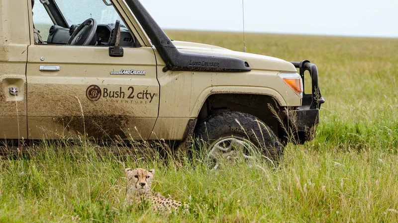 6 Day - Tanzania Safari: Serengeti & Ngorongoro - Midrange