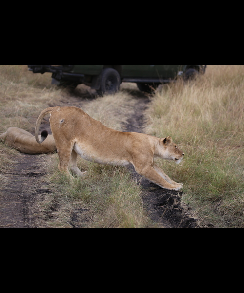 3 Day Maasai Mara Safari Kenya | Budget | Group Joining