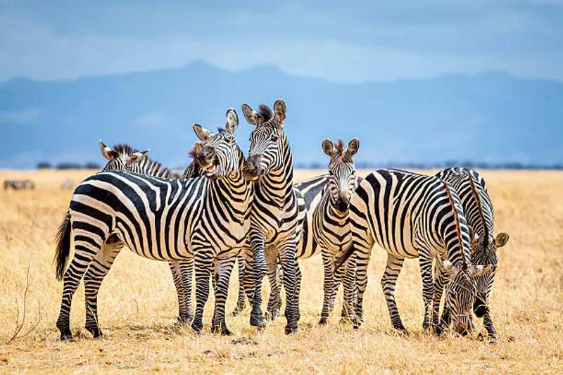 4-Day The Best of Manyara, Serengeti & Ngorongoro Tour
