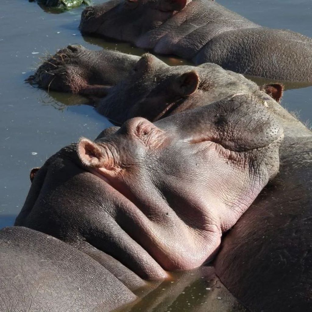 5 Days Wildlife Safari