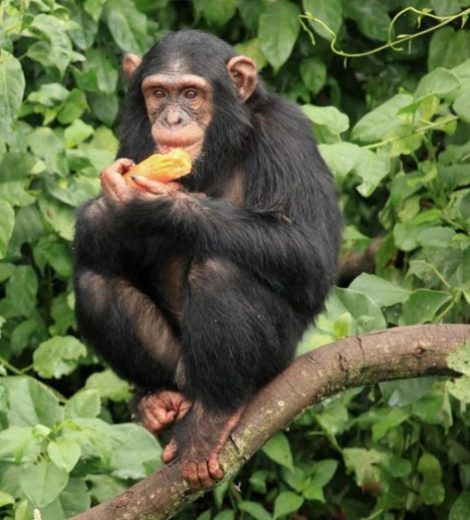 10-Day Uganda -Tanzania expedition
