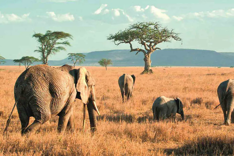 1- Day trip to Tarangire national park