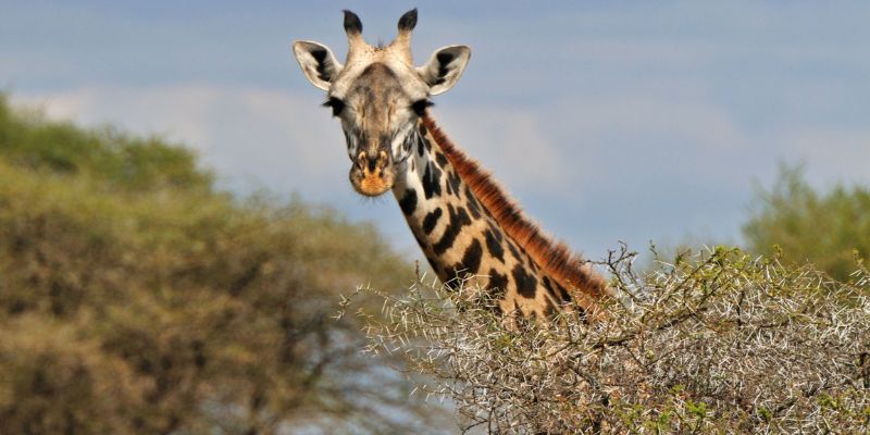 2-Day Tarangire & Ngorongoro Crater Safari
