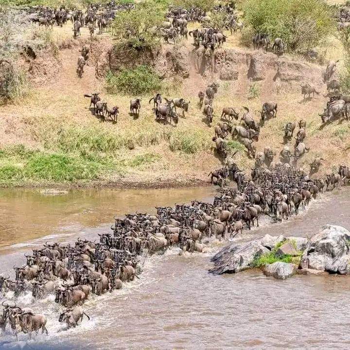 Wild Wonders & Kilimanjaro Vistas: 6-Day Mara • Nakuru • Amboseli Safari