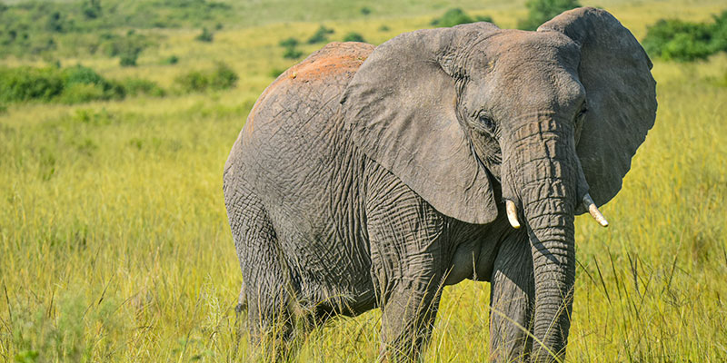 Serengeti Luxury Safari: 3 Days Fly-in, Fly-out from Zanzibar