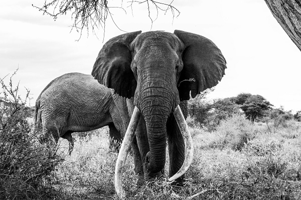 14-Day Gorillas Trekking, Game Drives & Beach Holiday