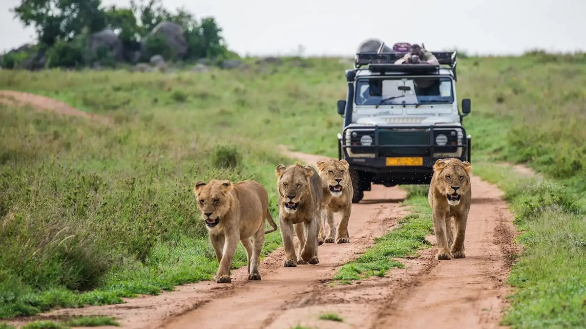 6-Day Tanzania Low Season Safari: Tarangire, Serengeti and Ngorongoro Crater