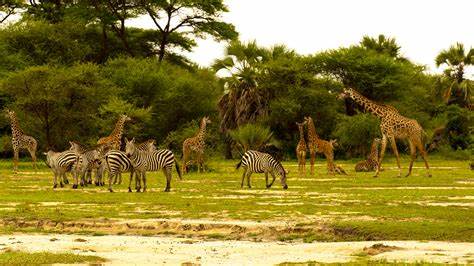 1- Day trip to Tarangire national park