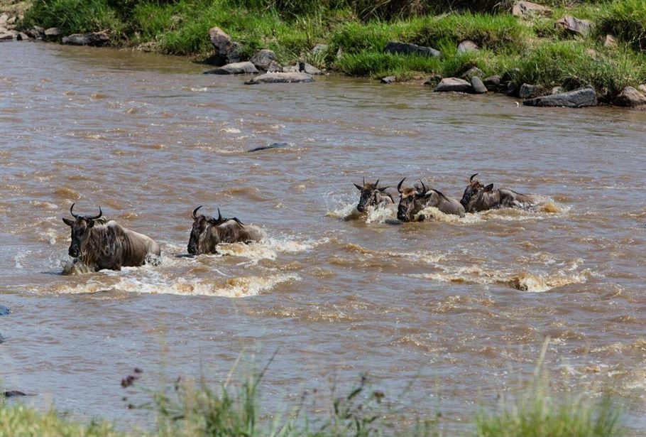 4-Day Tanzania Mid-Range Serengeti Migration Safari