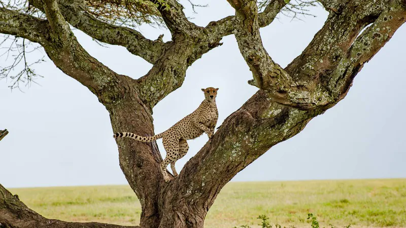 7 Day - Discover Tanzania Safari - Midrange