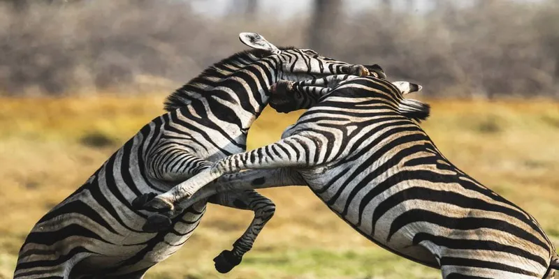 6 Days Zebra Safari