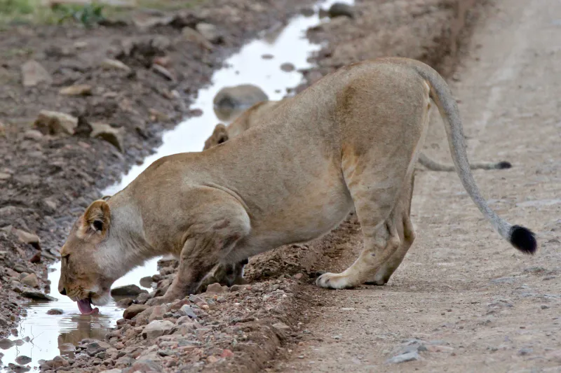 3 Tage – Tour zum Saadani-Nationalpark und in ein Massai-Dorf (Wildtiere und Kultur)
