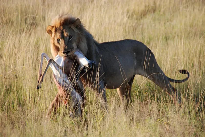 3 Days Tanzania lodge safari