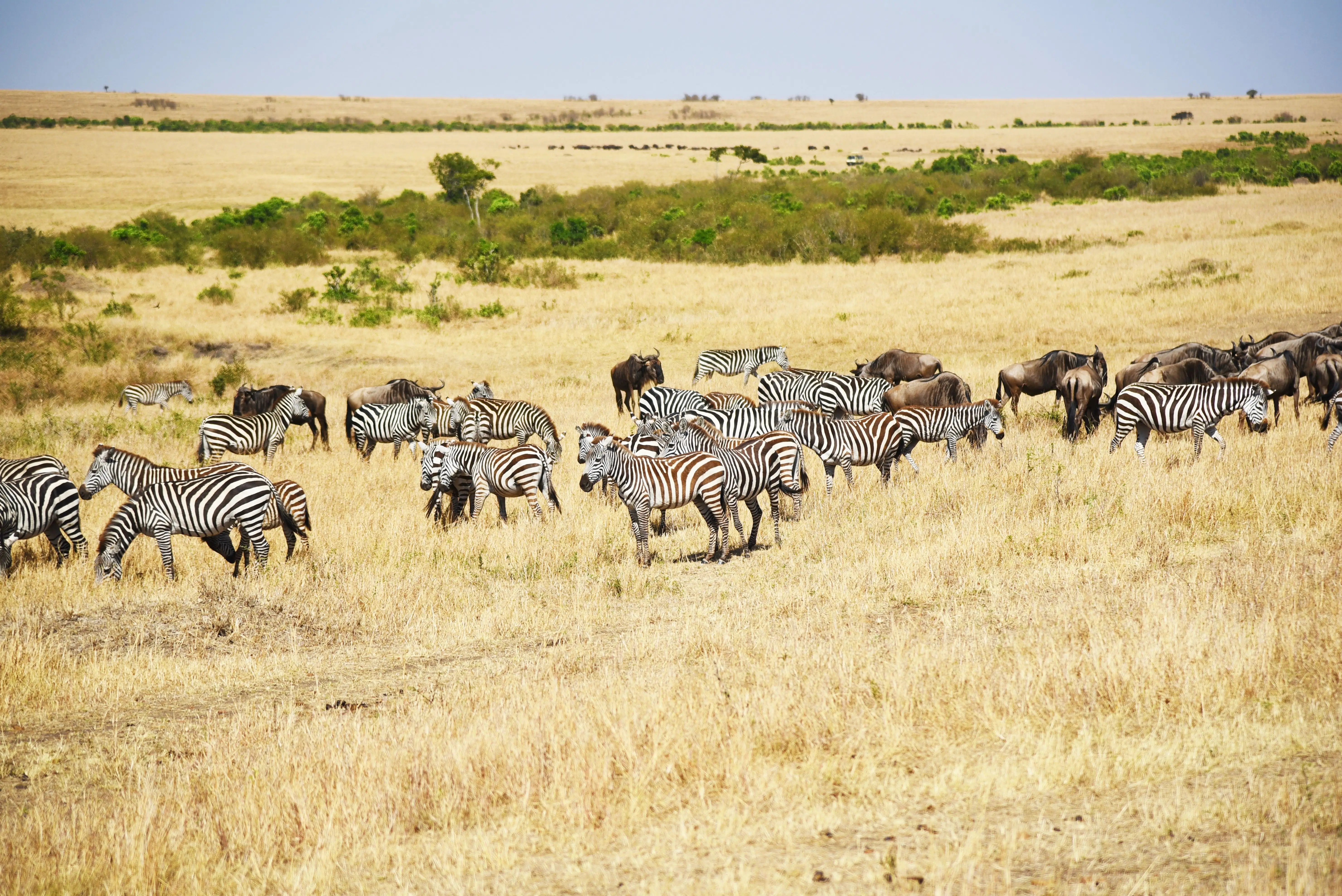 7 Days Drive In Fly Out Migration Safari Adventure
