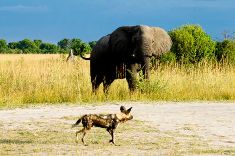 5 Days Into the Okavango Exploation