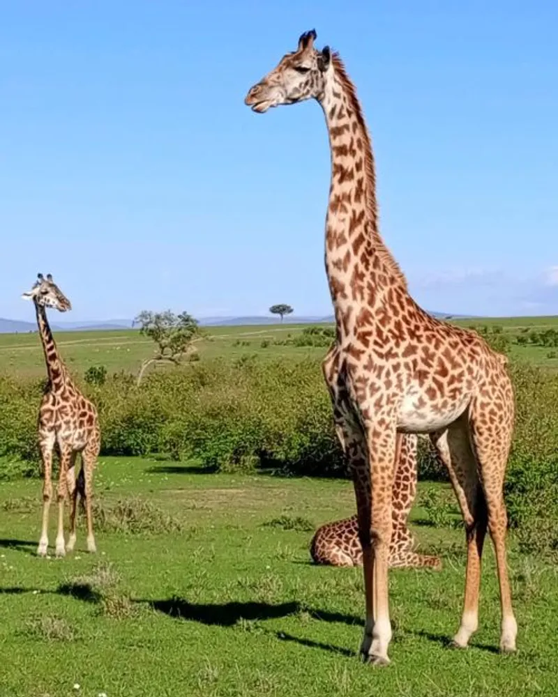 3-Day Serengeti and Ngorongoro Safari at budget Price
