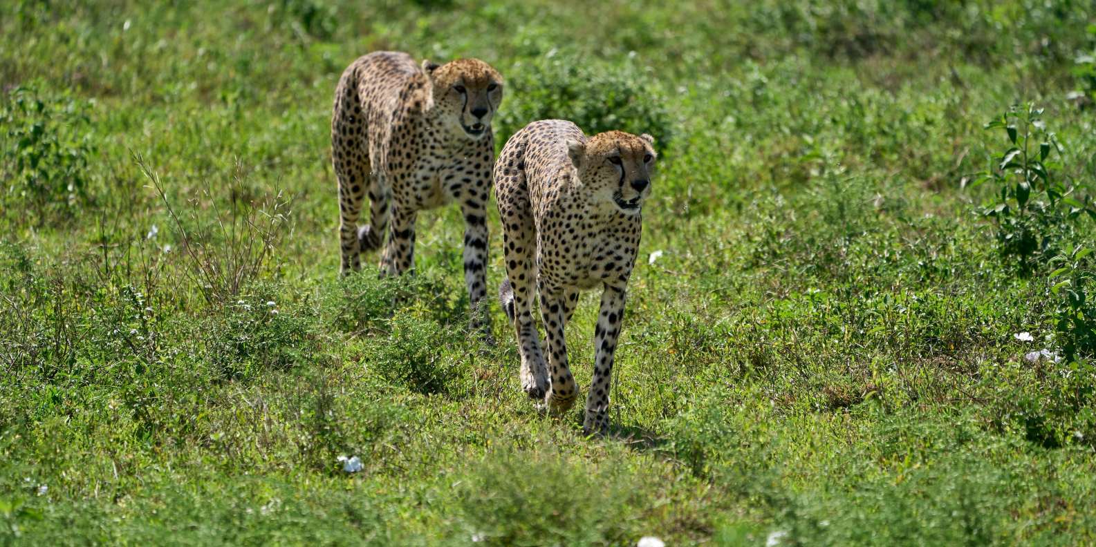 4-Day Luxury Premium Safari