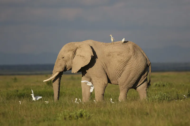 3 Days Amboseli National Park, The home to the African Elephant