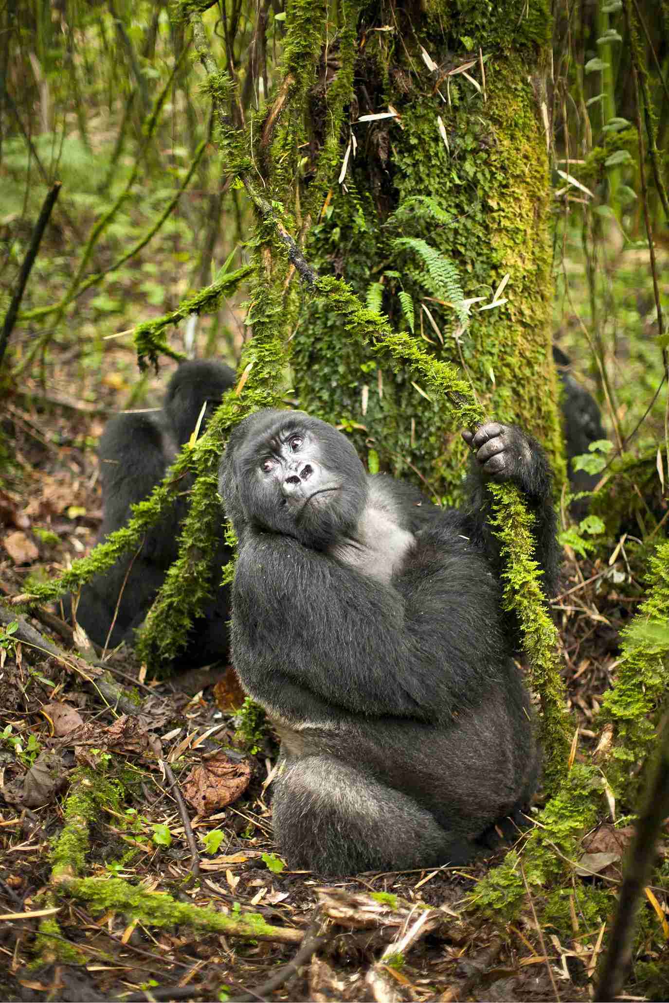 1-Day Gorilla Trekking Safari with Canoe Trip on Mukungwa River - Kingfisher Journeys - Safarigo