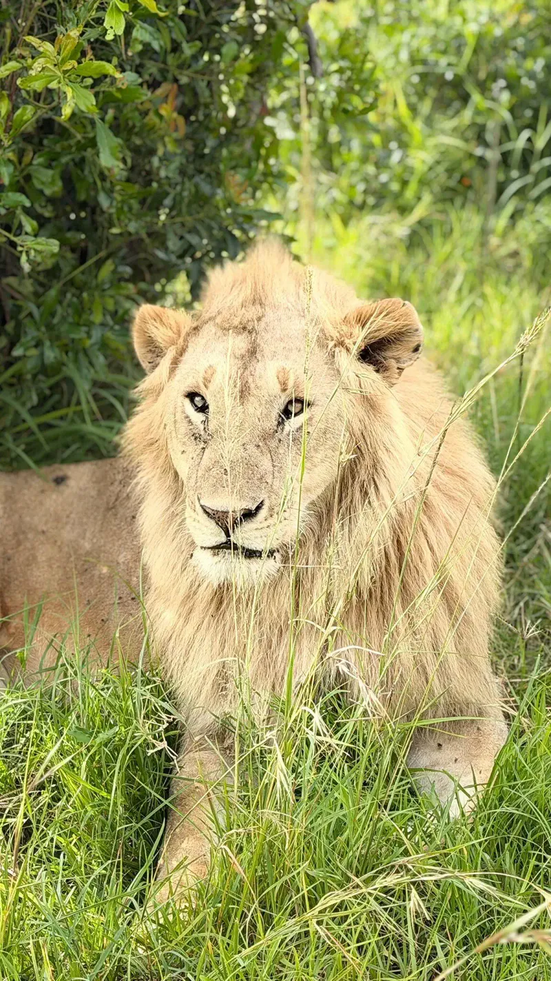 3 Days Masai Mara Budget Group Joining Safari.