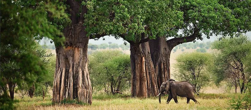 10-Day Luxury Wildlife Safari in Northern Tanzania Park and Zanzibar Island.
